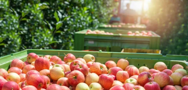 Agrosava Slajd Najvisi Svetski Standardi